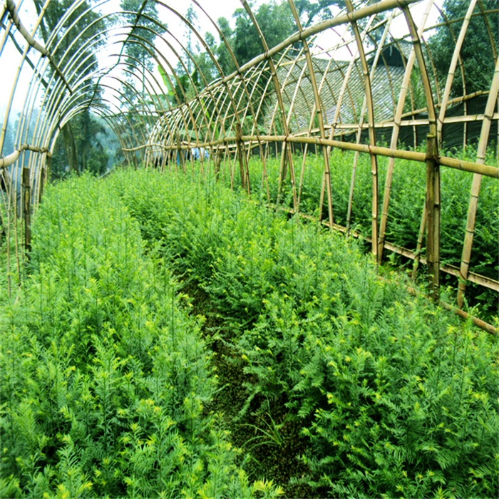 红豆杉繁育基地实景