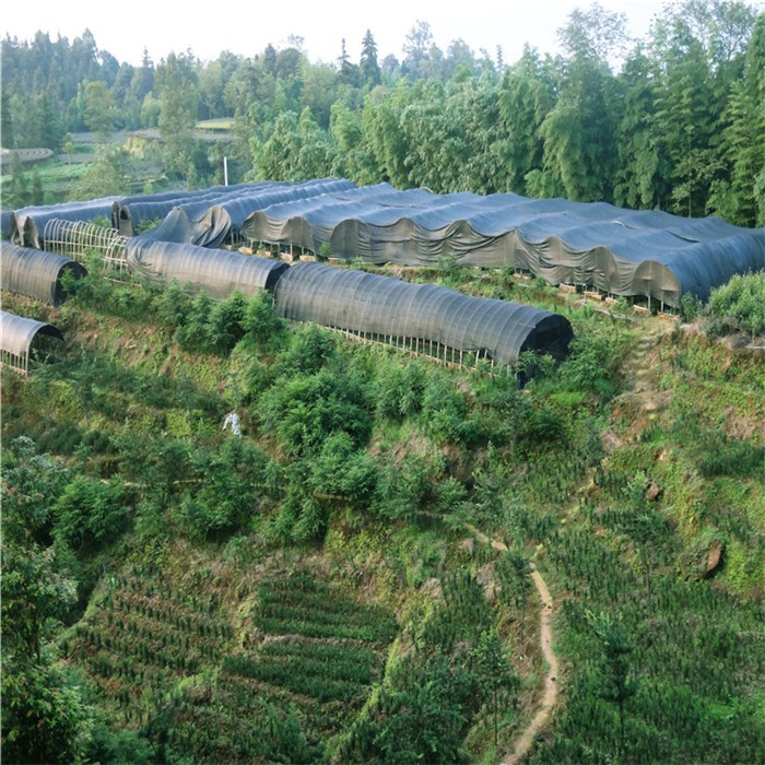 2026年江西黄檗小苗种植基地有哪些选雅安市业之欣种植专业合作社