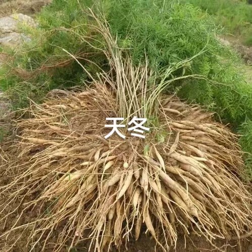 江西中种苗种植源头供应商如何选择江西鑫康惠农业发展有限公司（江西销售部）
