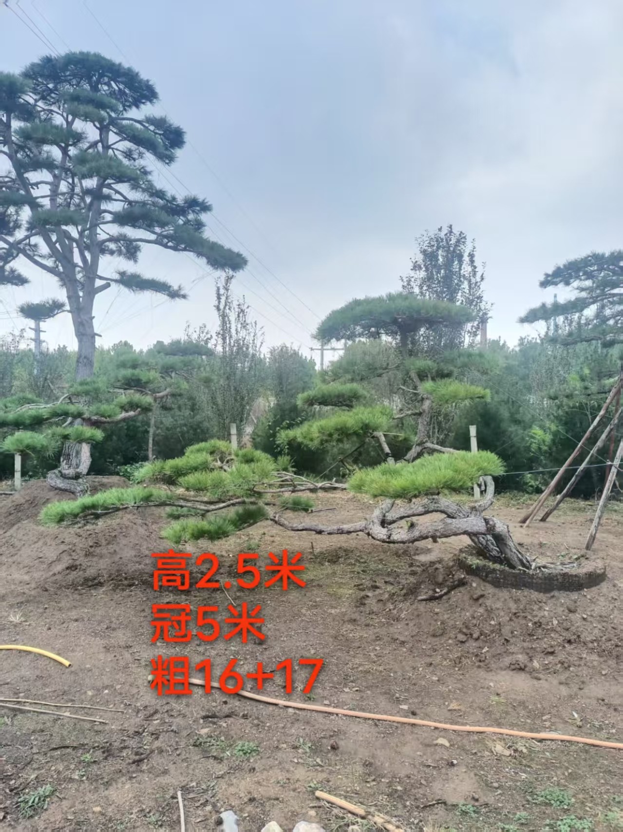 造型景观松培育与配送实景图