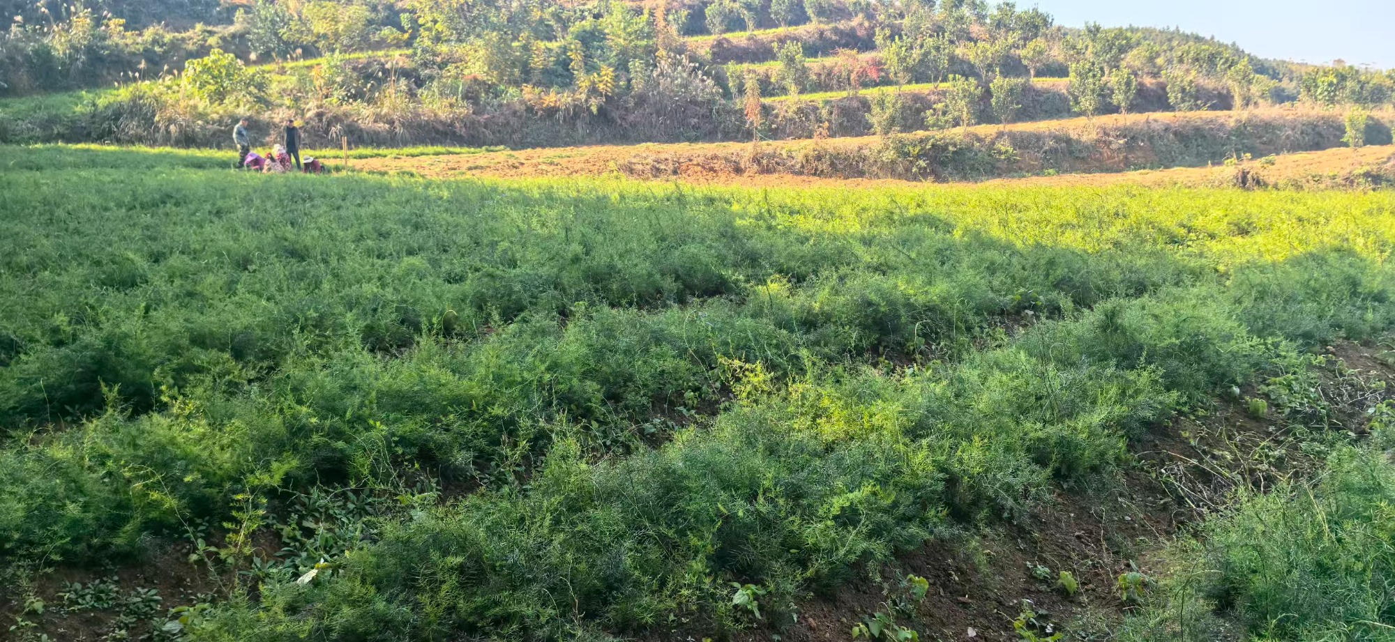 白芨种植基地实景