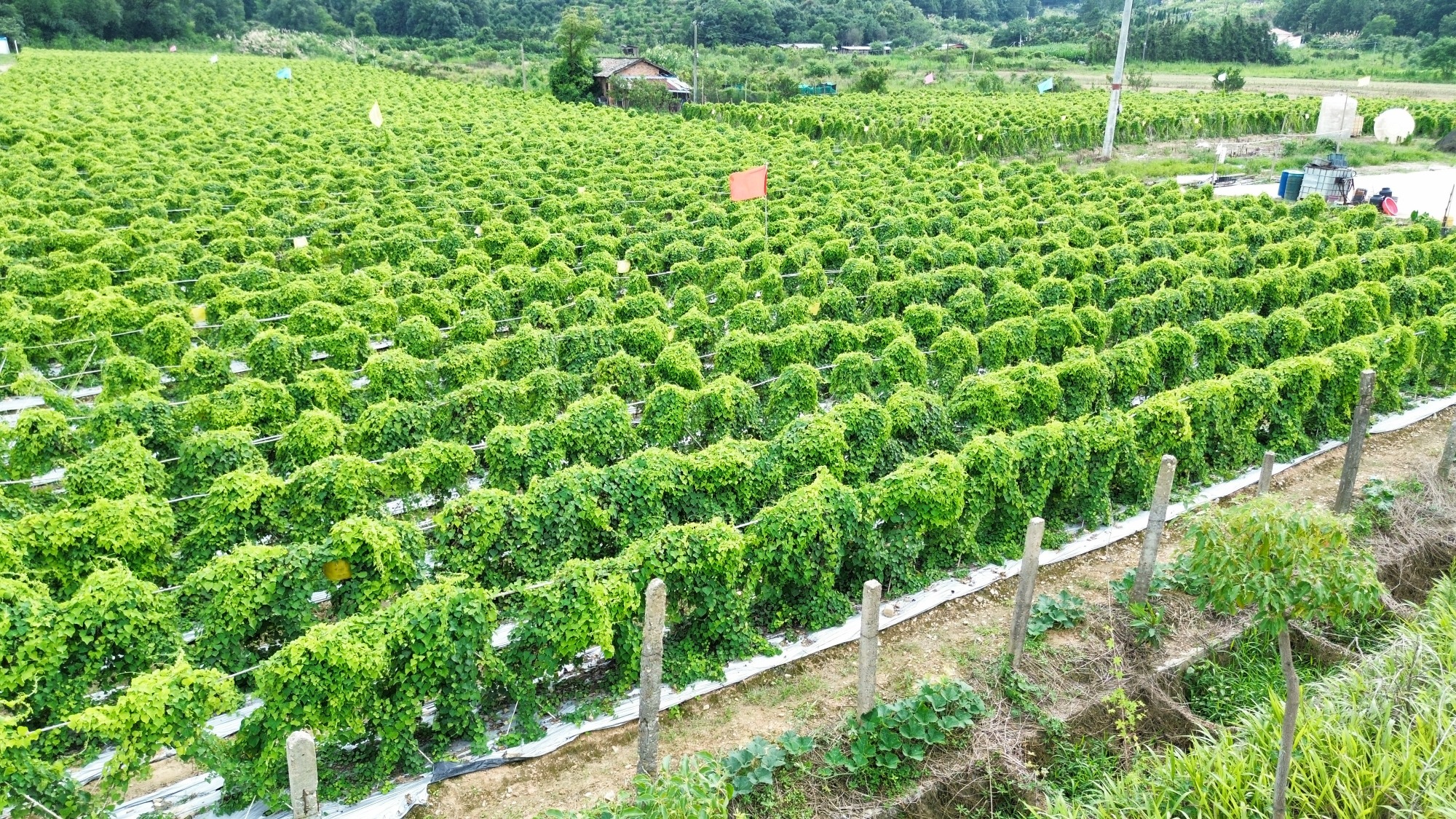 中**种植基地