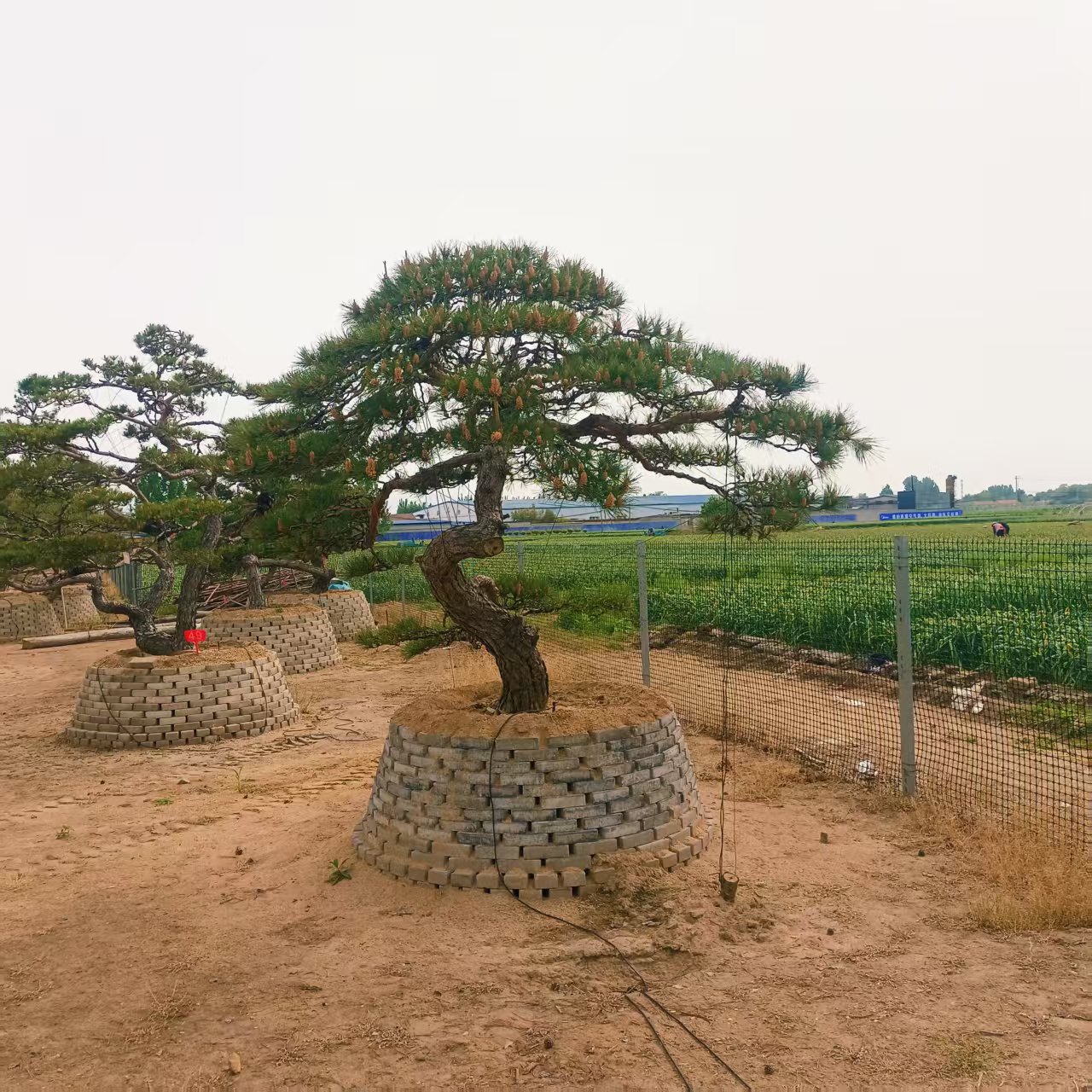 造型松实景图