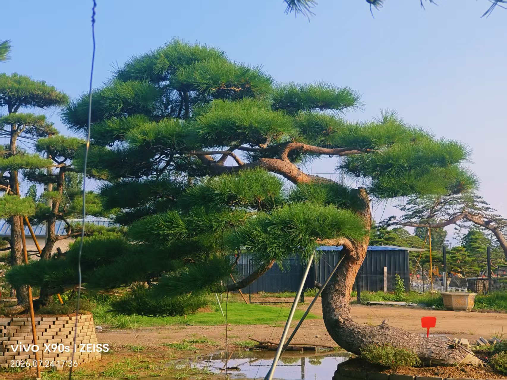 造型景观松基地实景