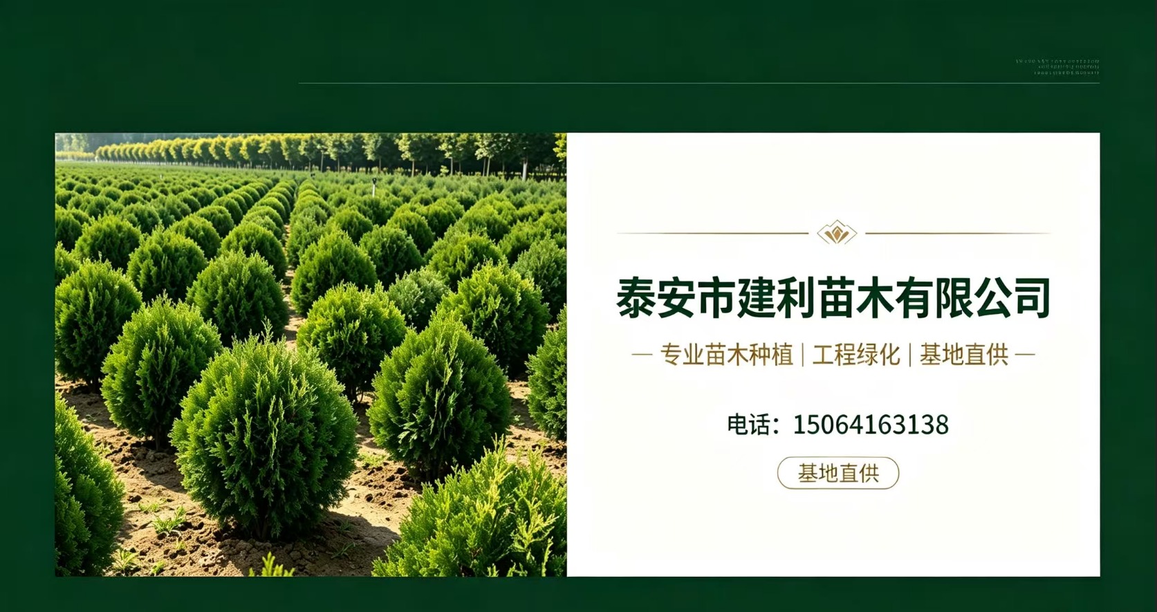 景观松培育技术展示