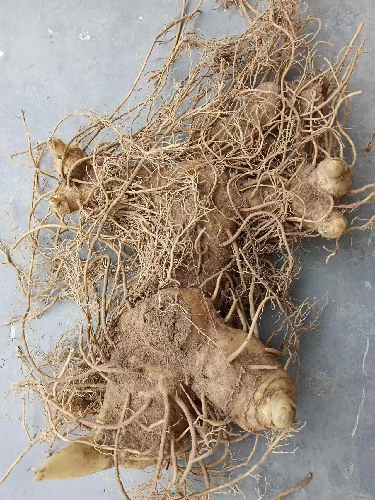 白芨种植基地实景