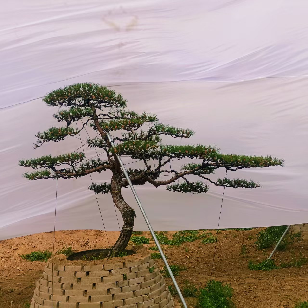 景观松树实物展示