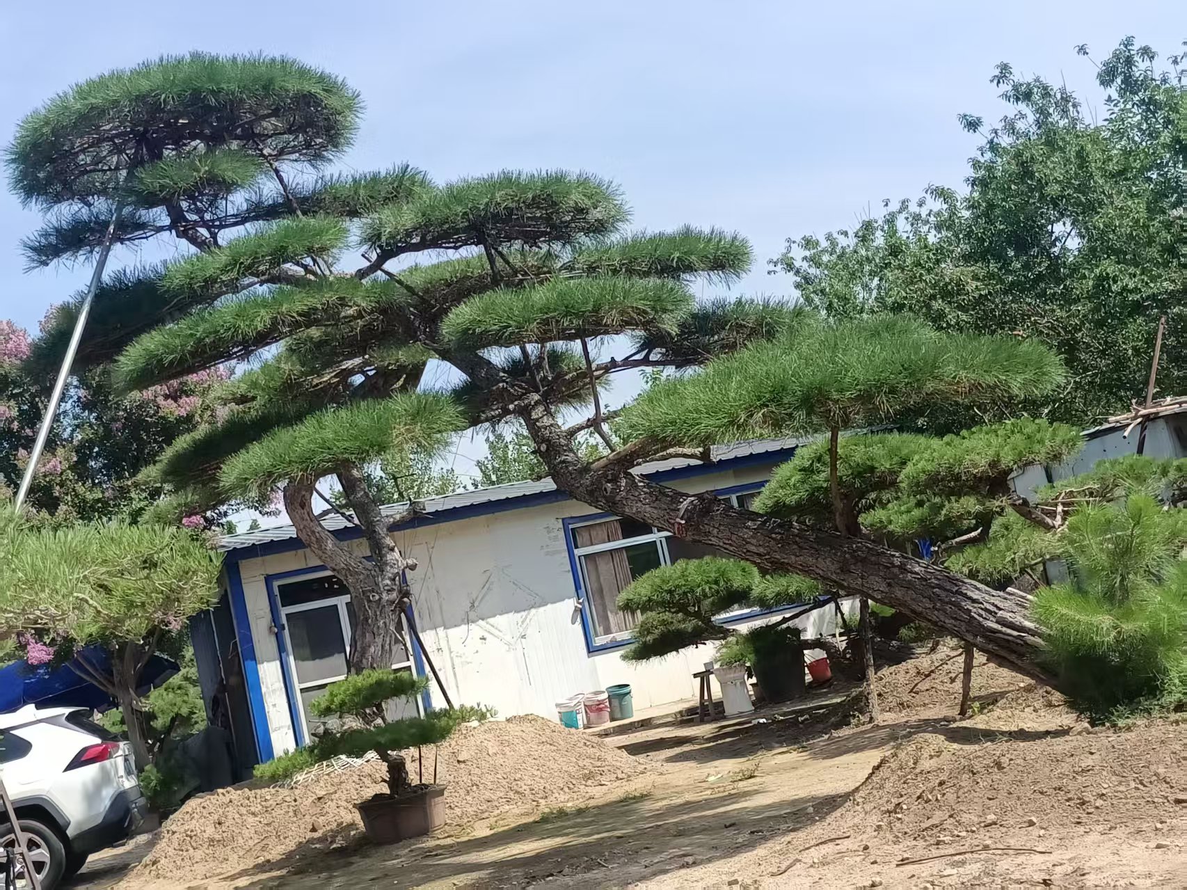 景观松实景