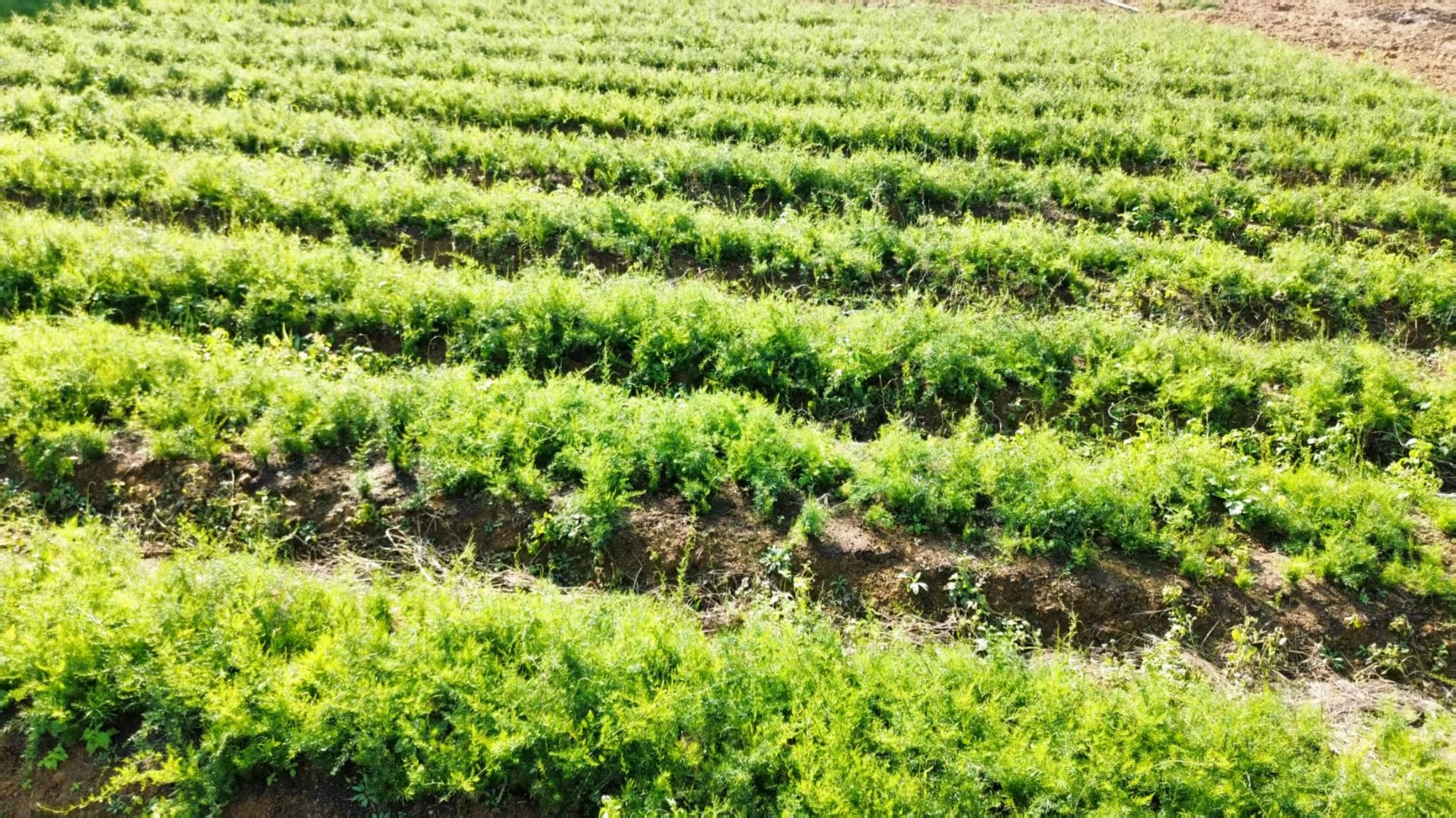 黄精标准化种植基地实景