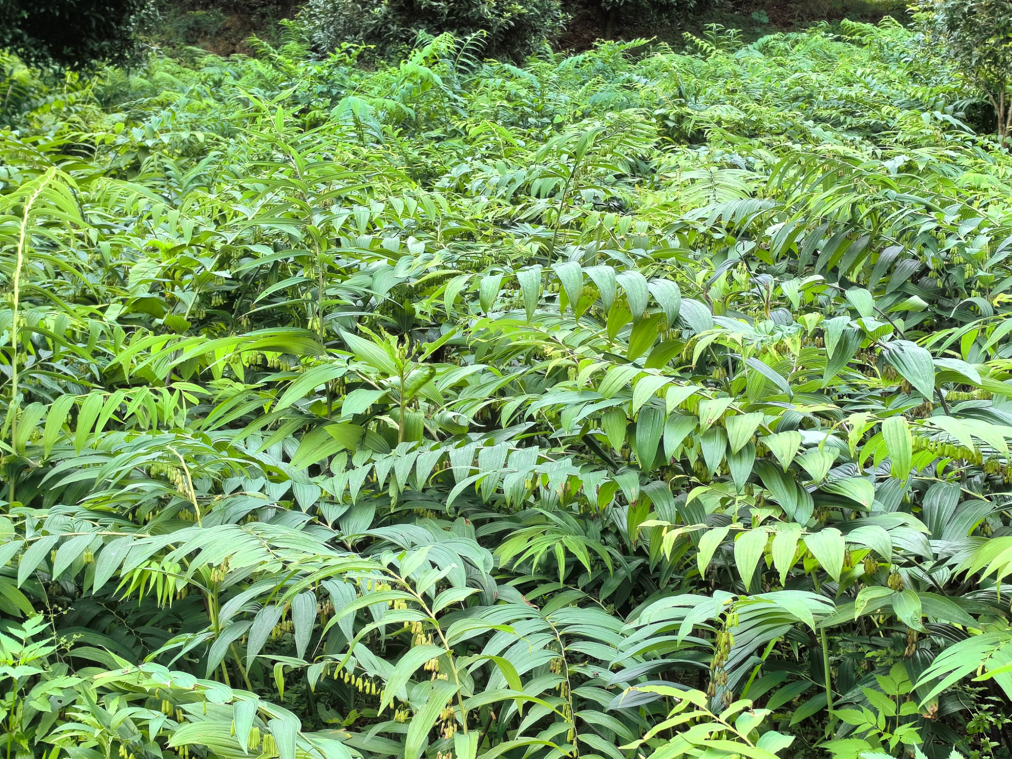 黄精标准化种植基地