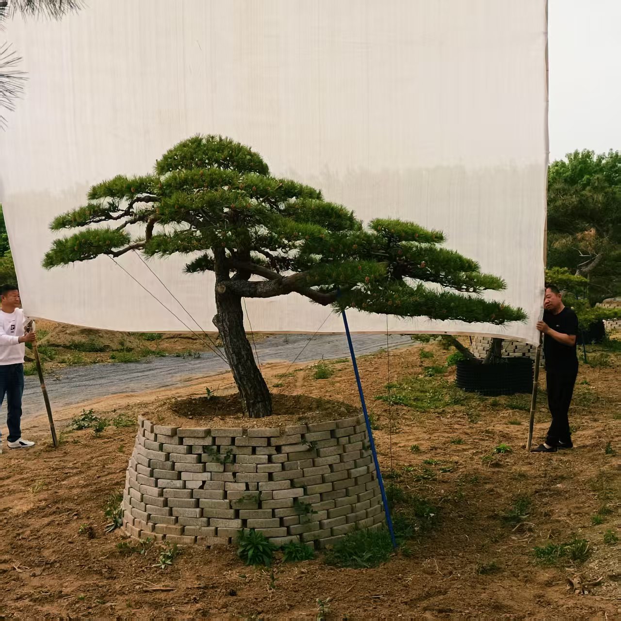 景观松树实物展示