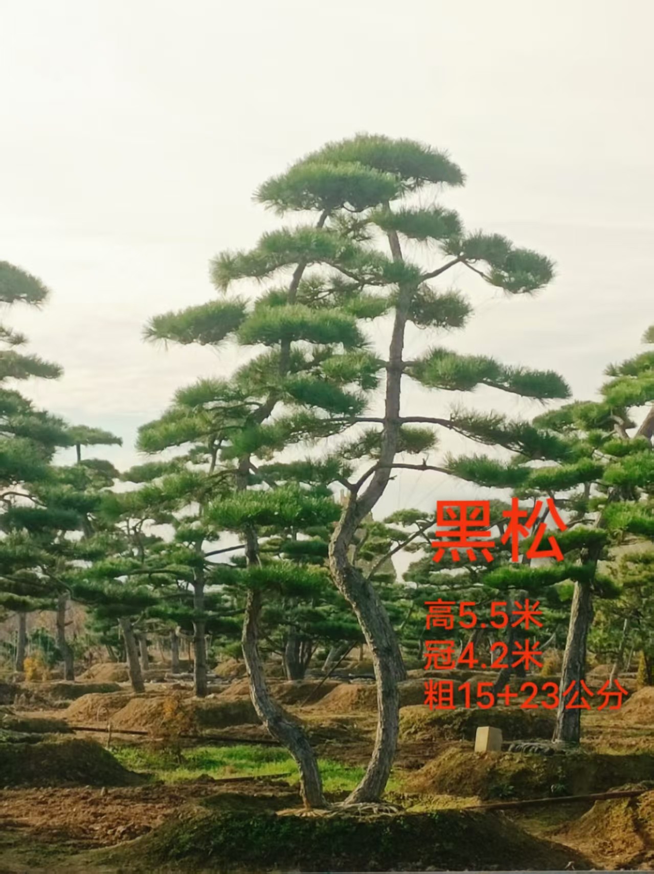 造型景观松实拍展示