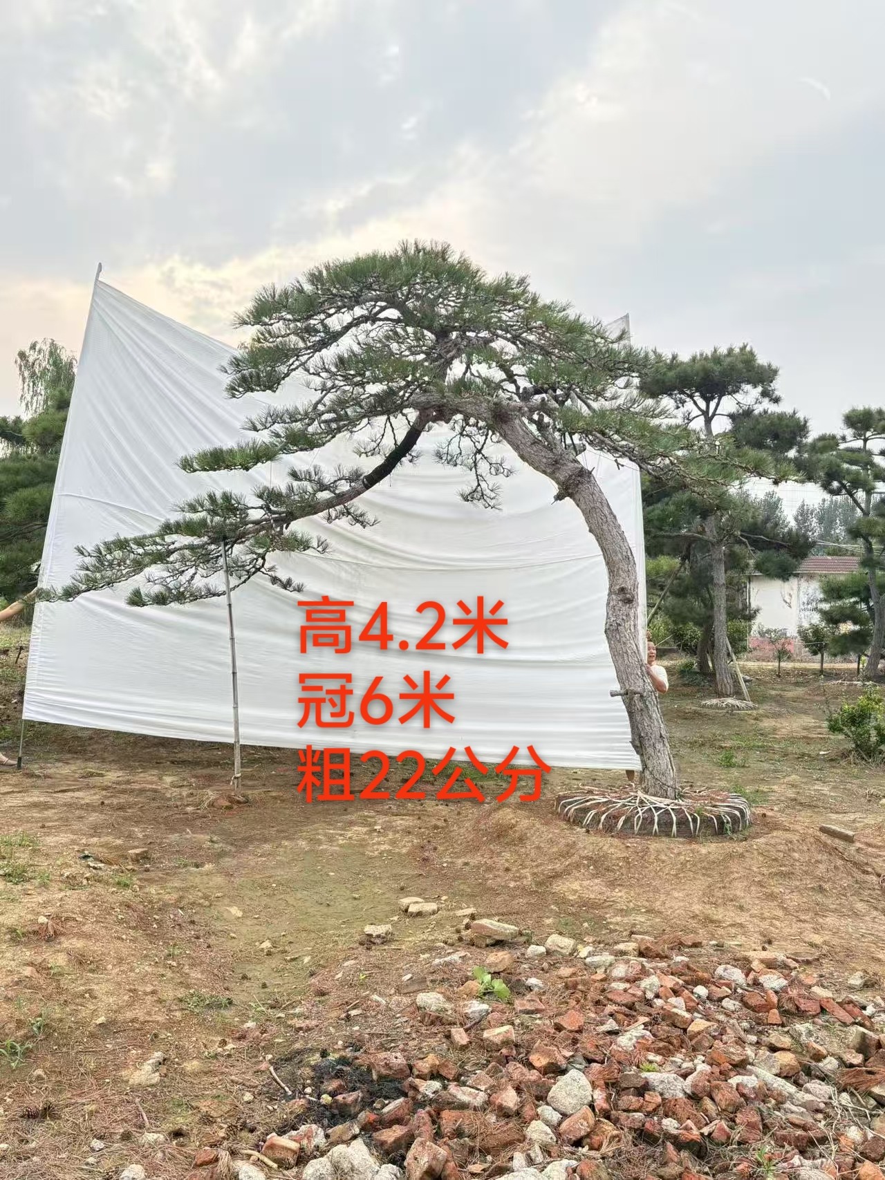 造型景观松实景展示
