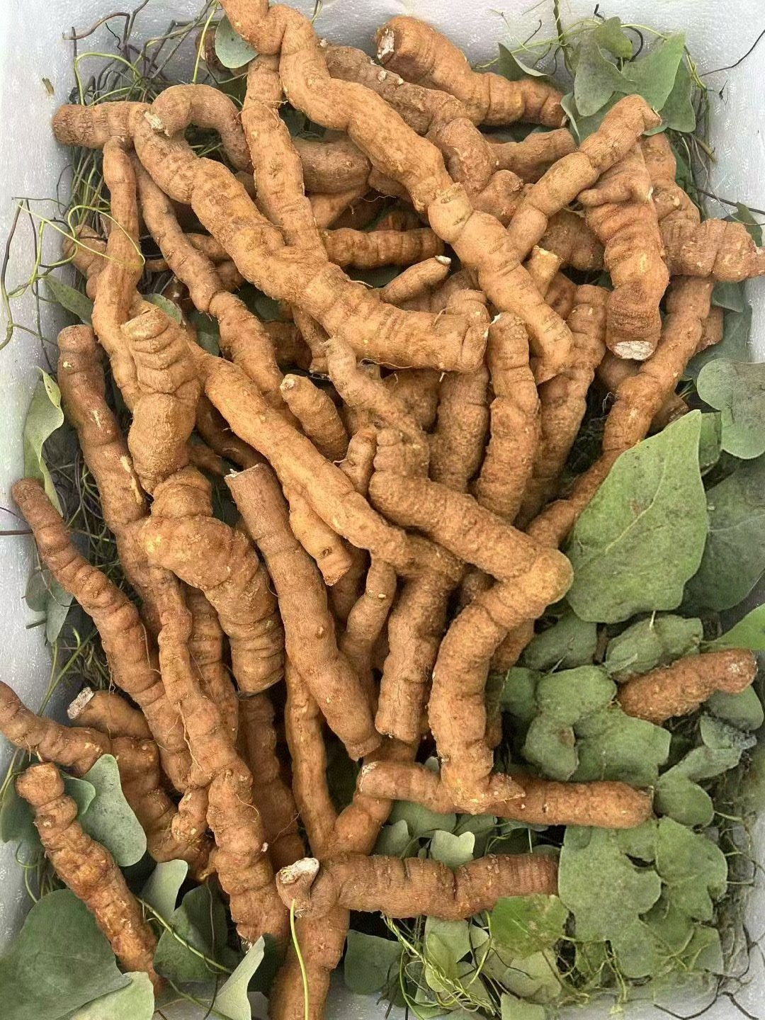 中**种植基地