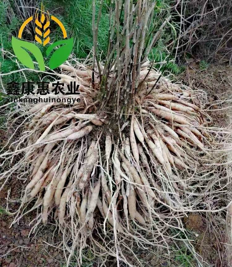 吉安黄精回收