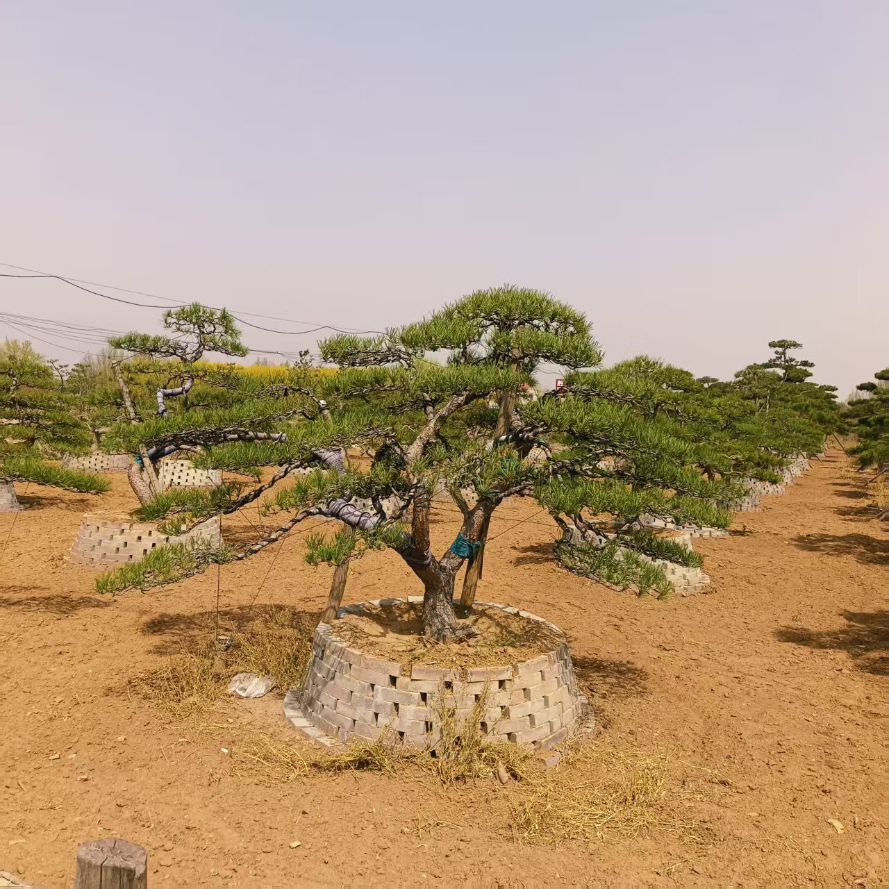 景观工程项目实景