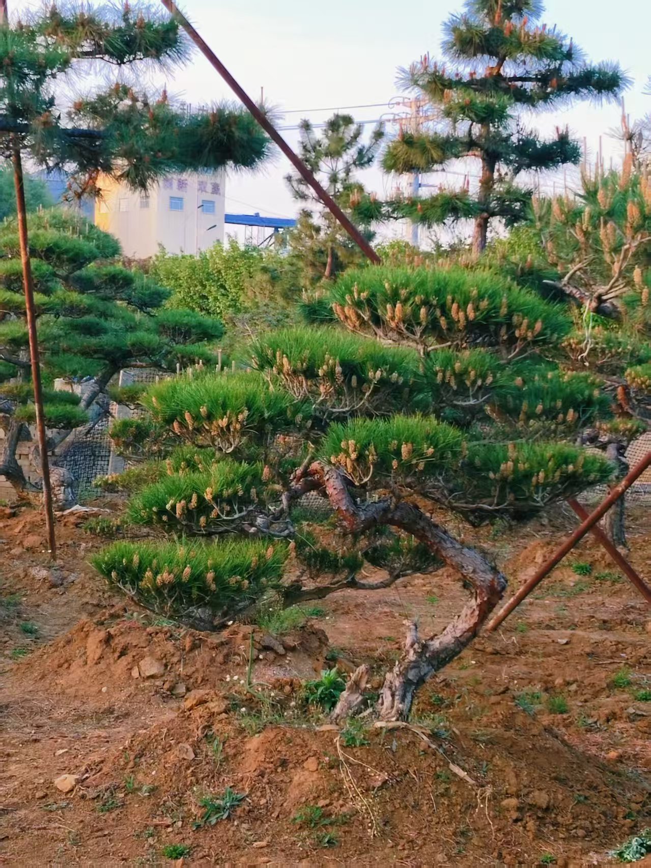 景观油松实景图