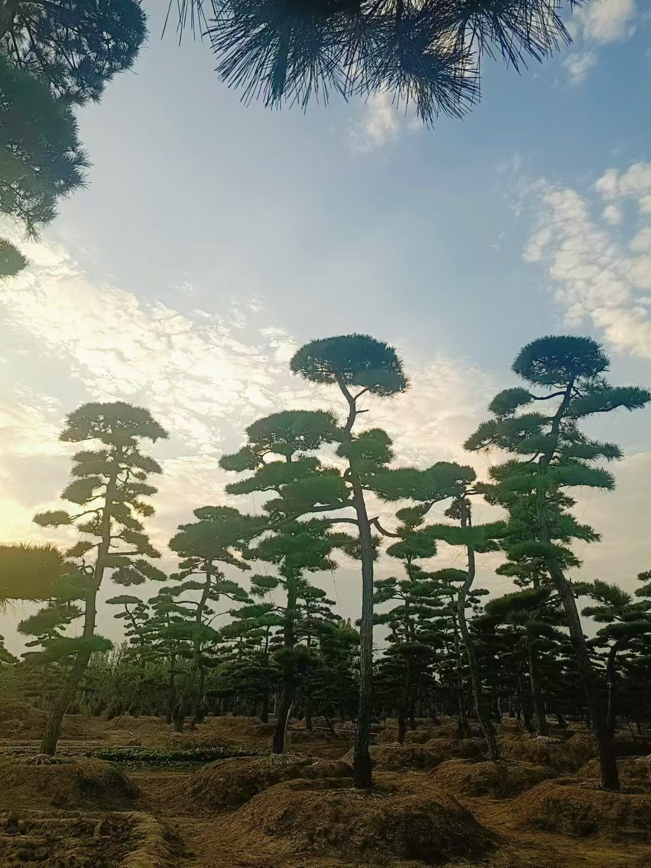 造型黑松景观应用实景