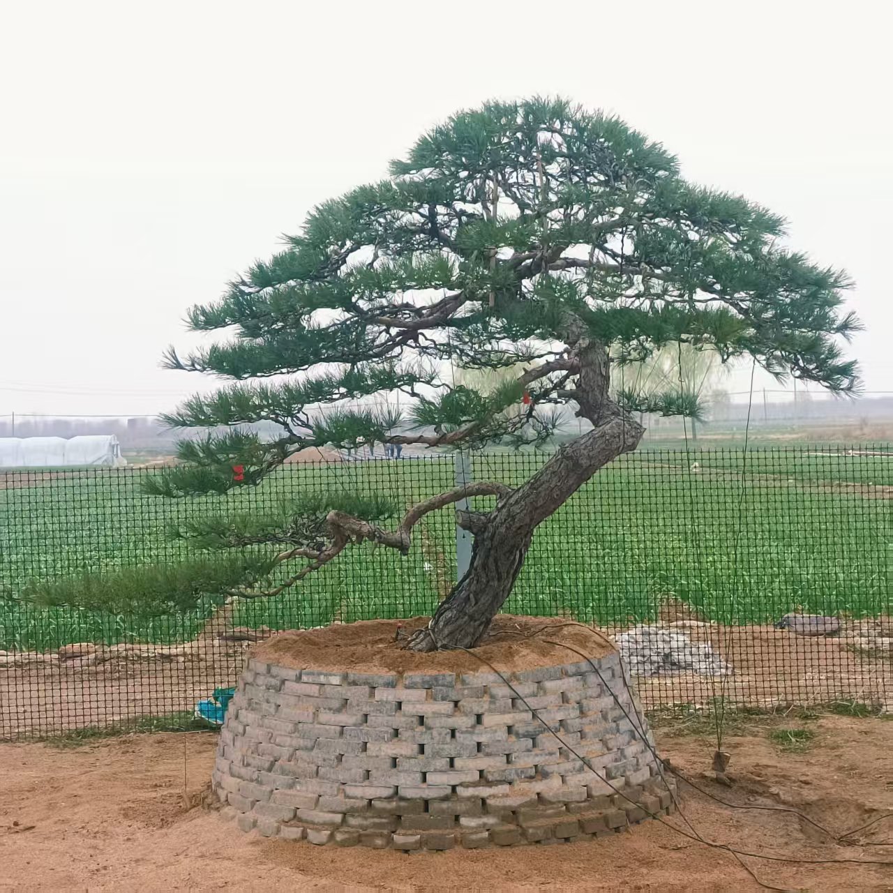 景观工程选苗