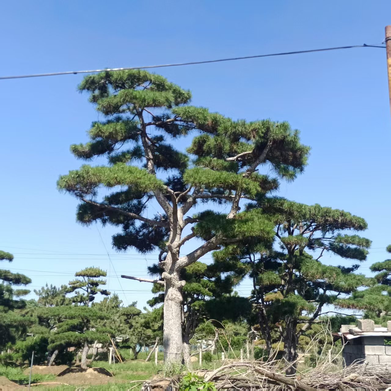造型黑松实景