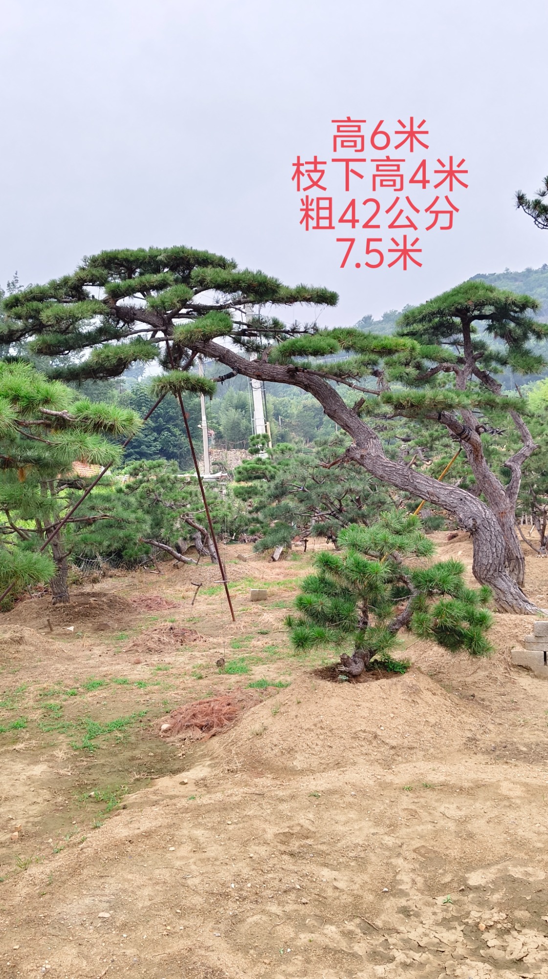 景观松实景展示