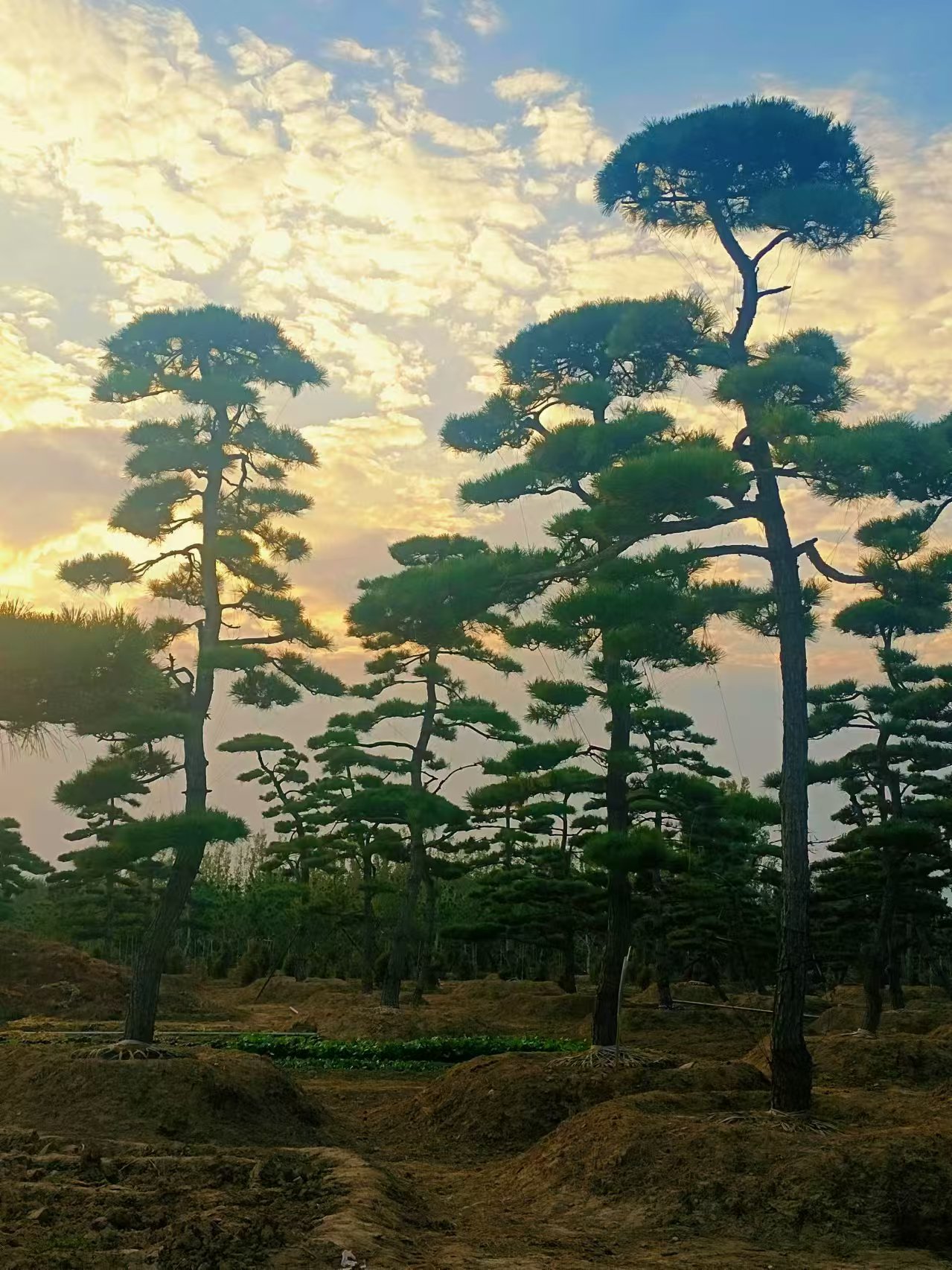 景观松实物展示