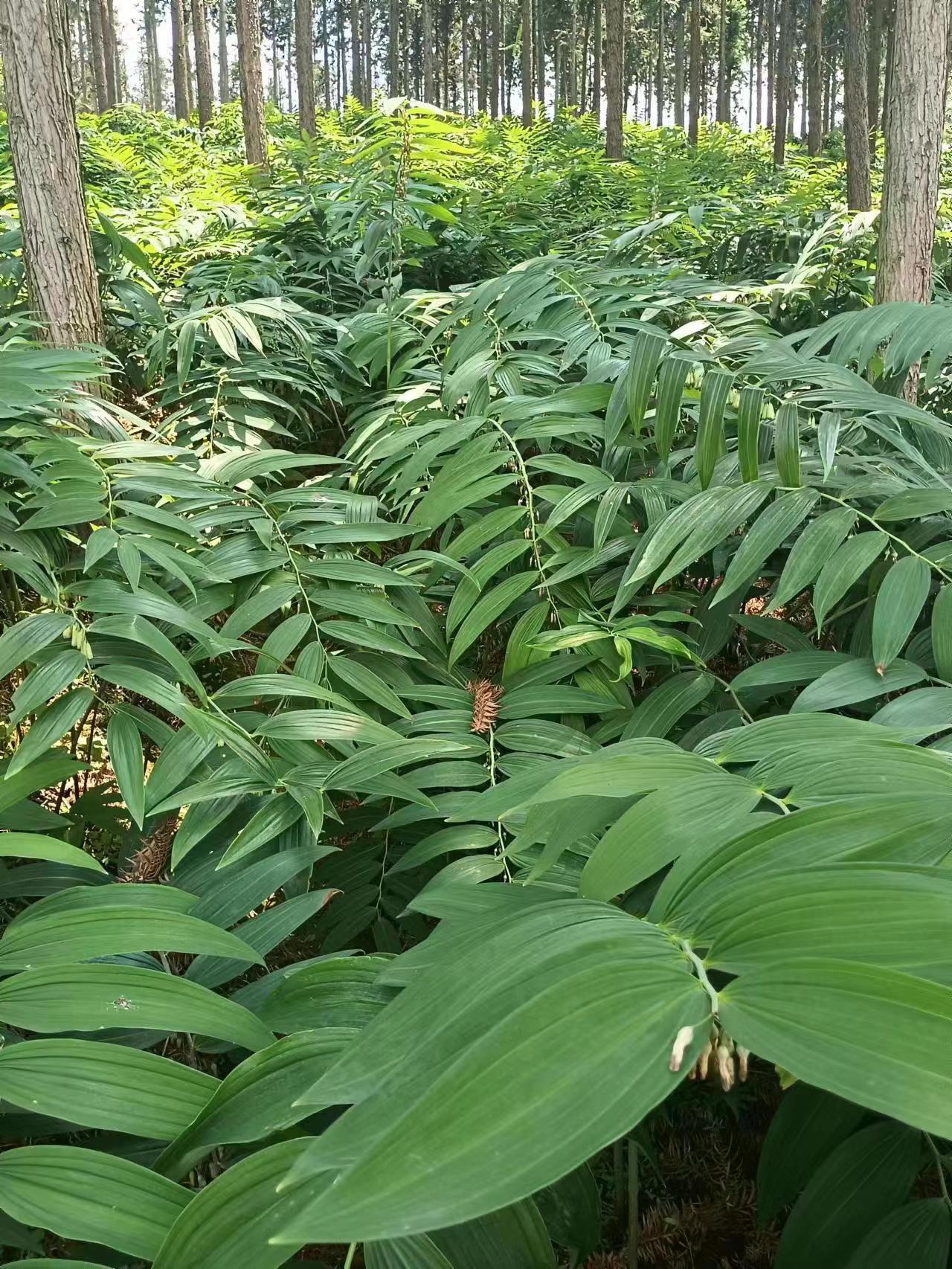 中**种植基地实景