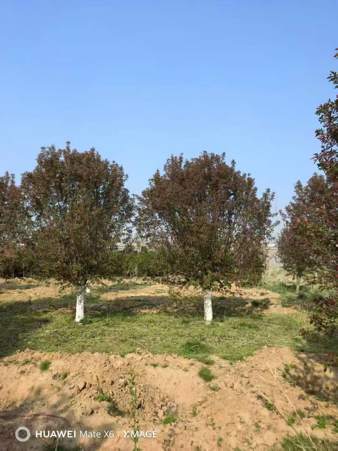 nursery image