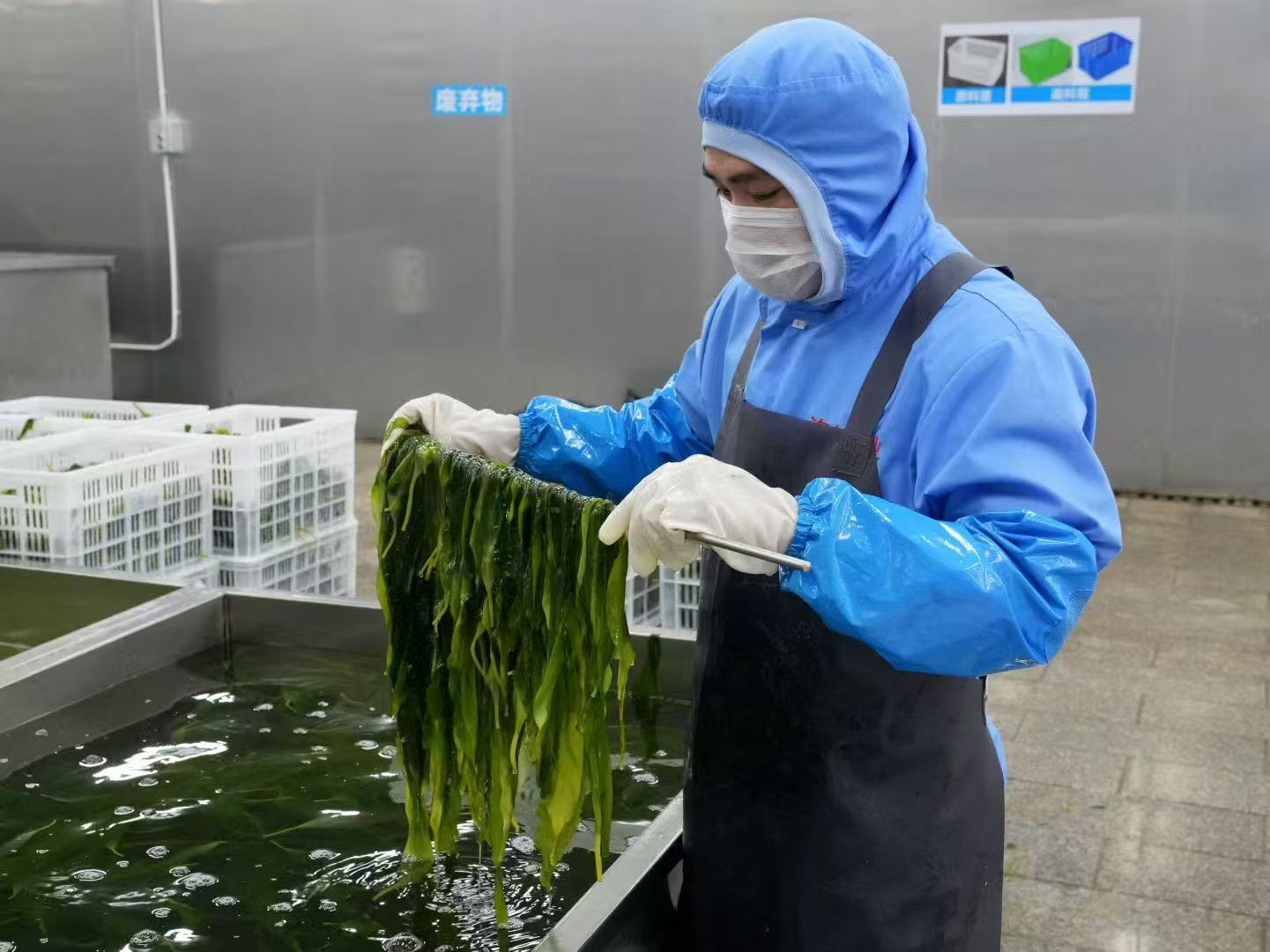 藻类制品生产加工场景