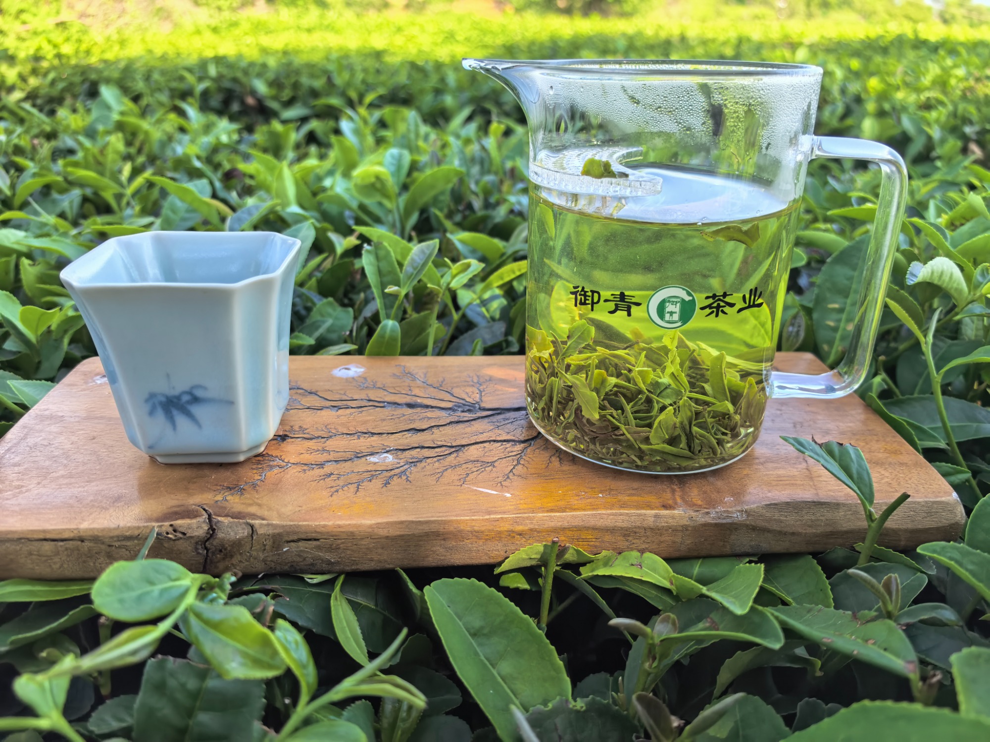 山东绿茶产地生态实景图
