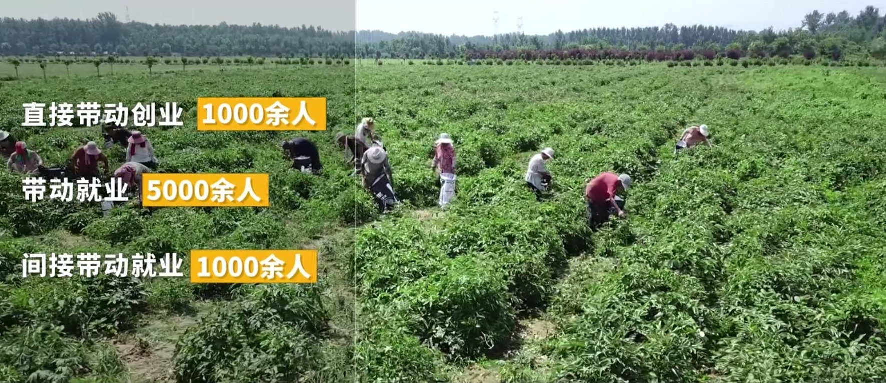 牡丹原料生产工艺