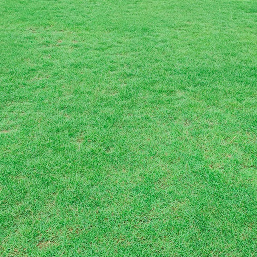 大叶油草实景