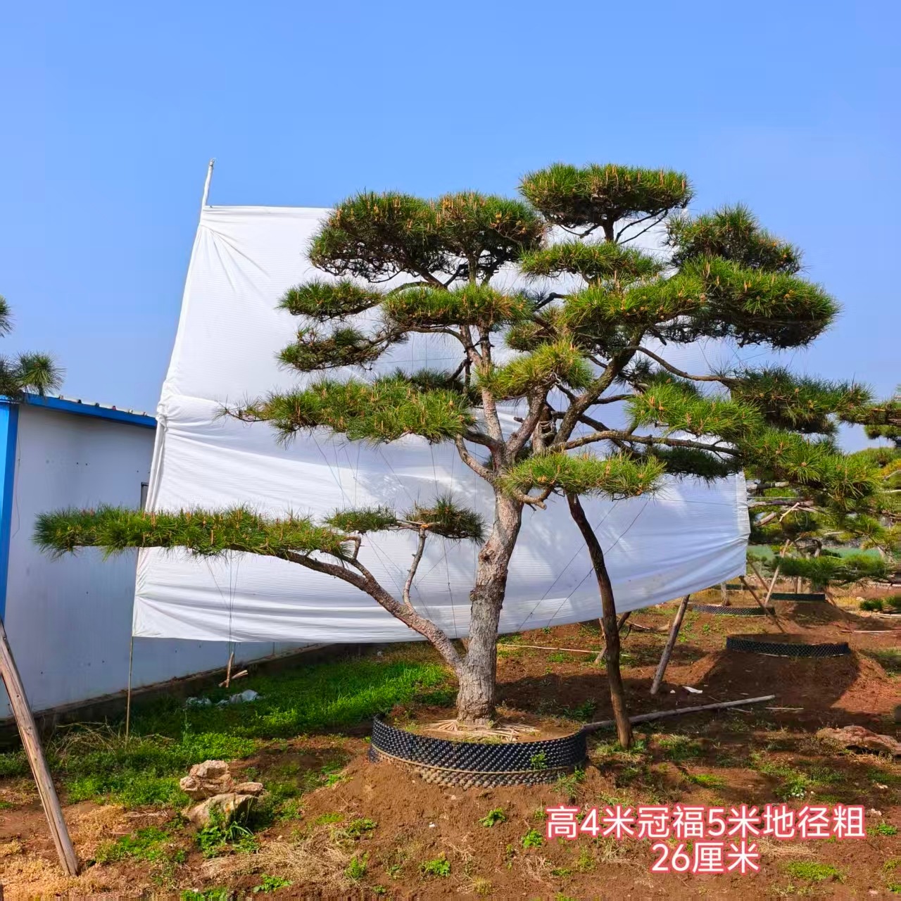 丛生五角枫实拍