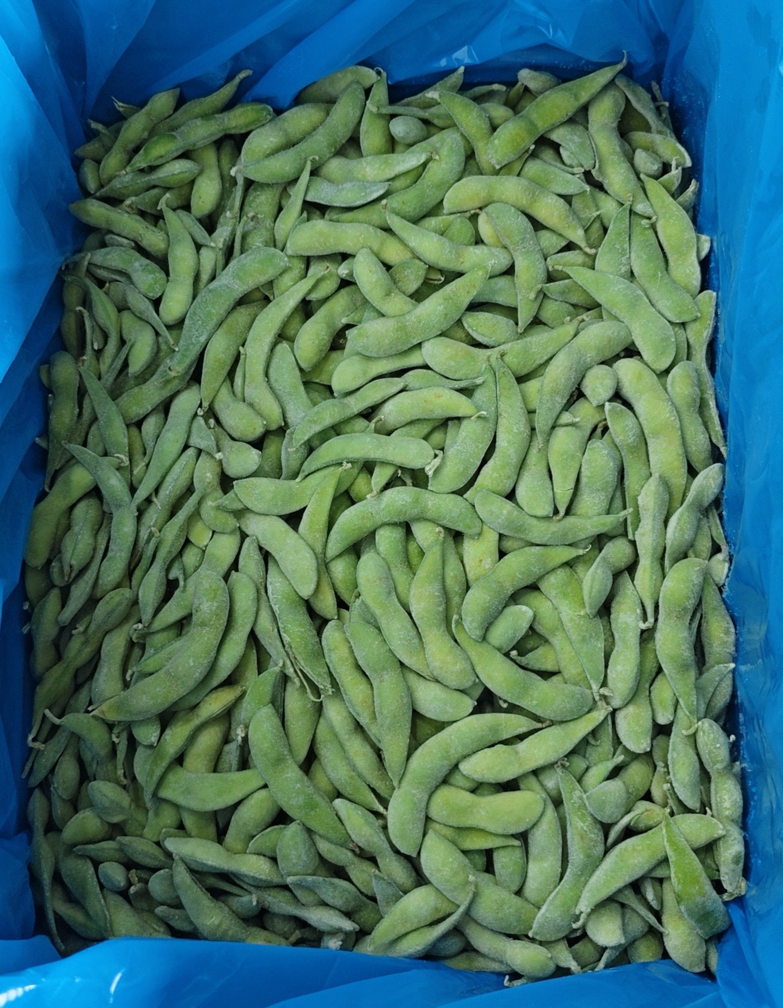 厦门毛豆荚