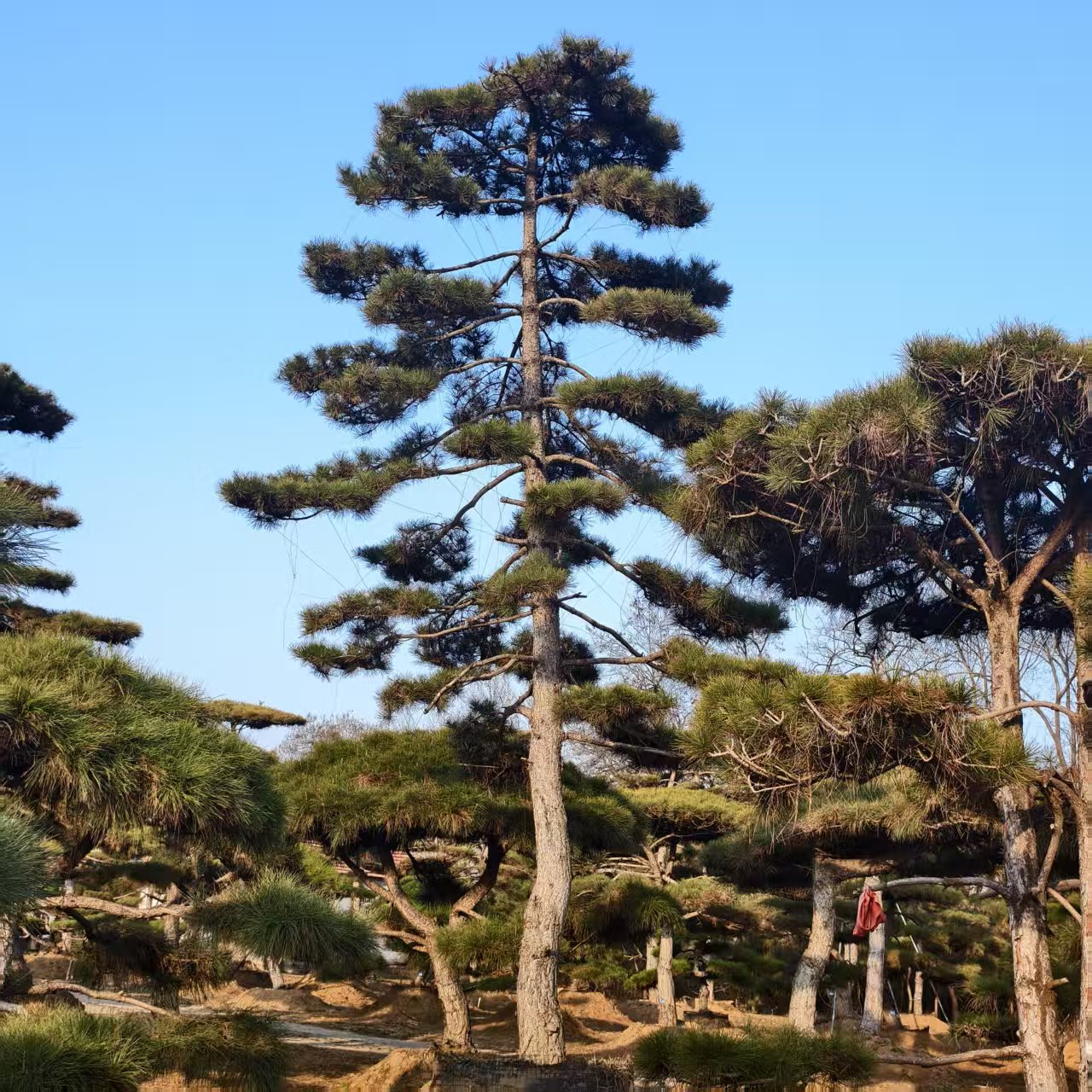 泰安市泰山泰山造型松