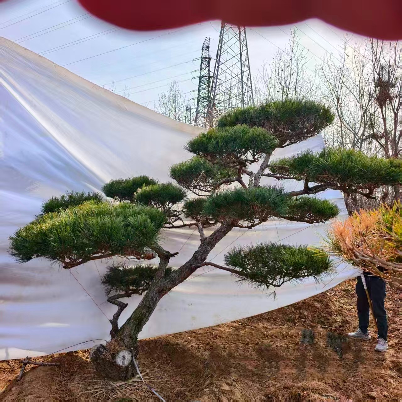 丛生五角枫实拍