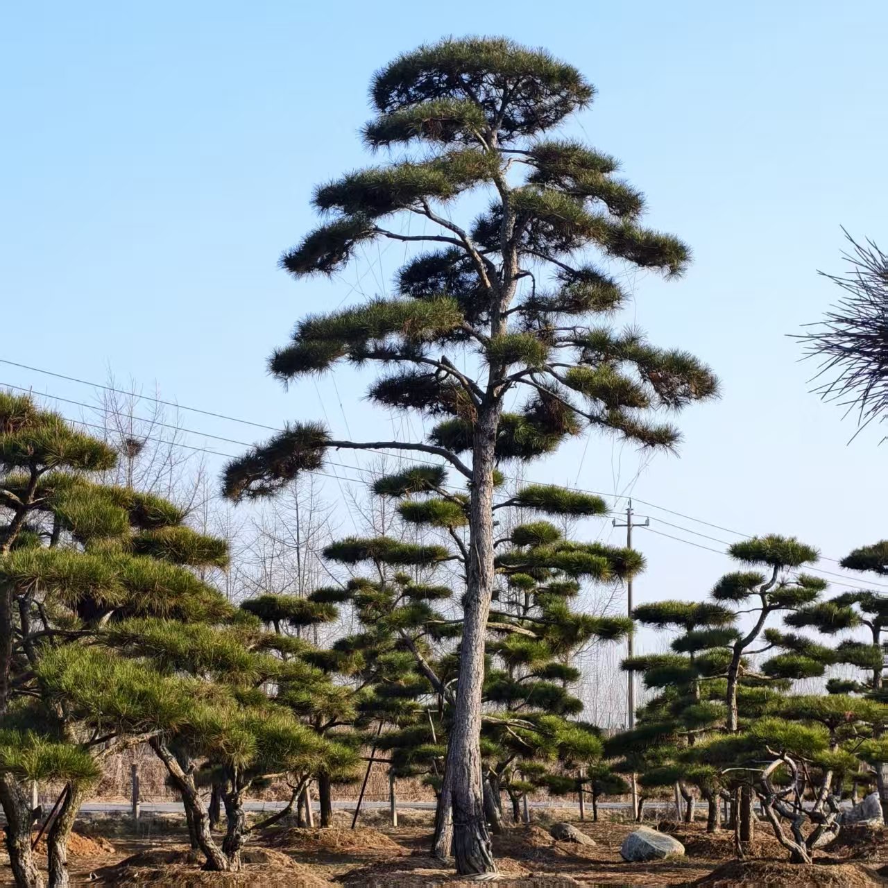 丛生五角枫基地实景