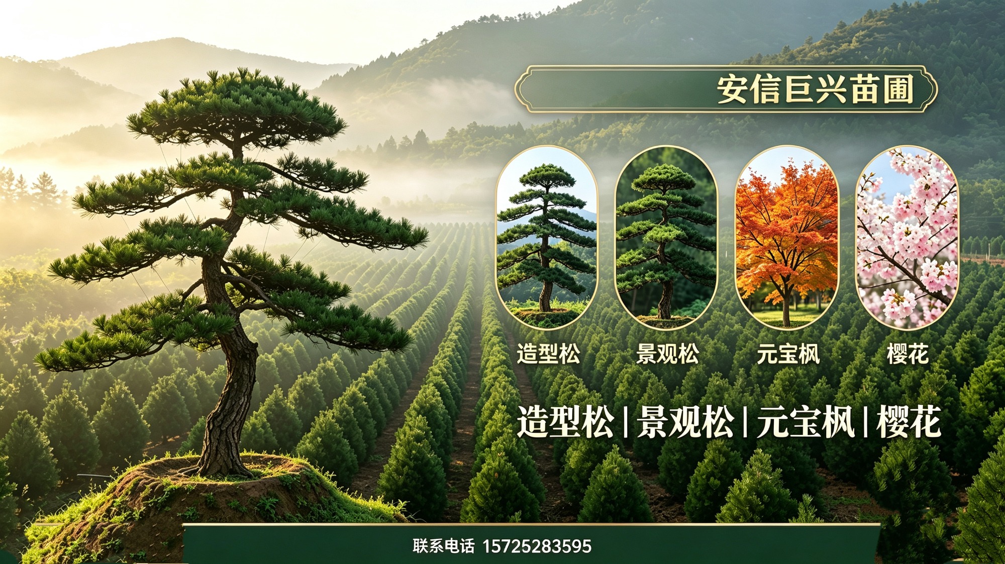 泰安苗木实拍