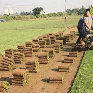 绿化草坪实景
