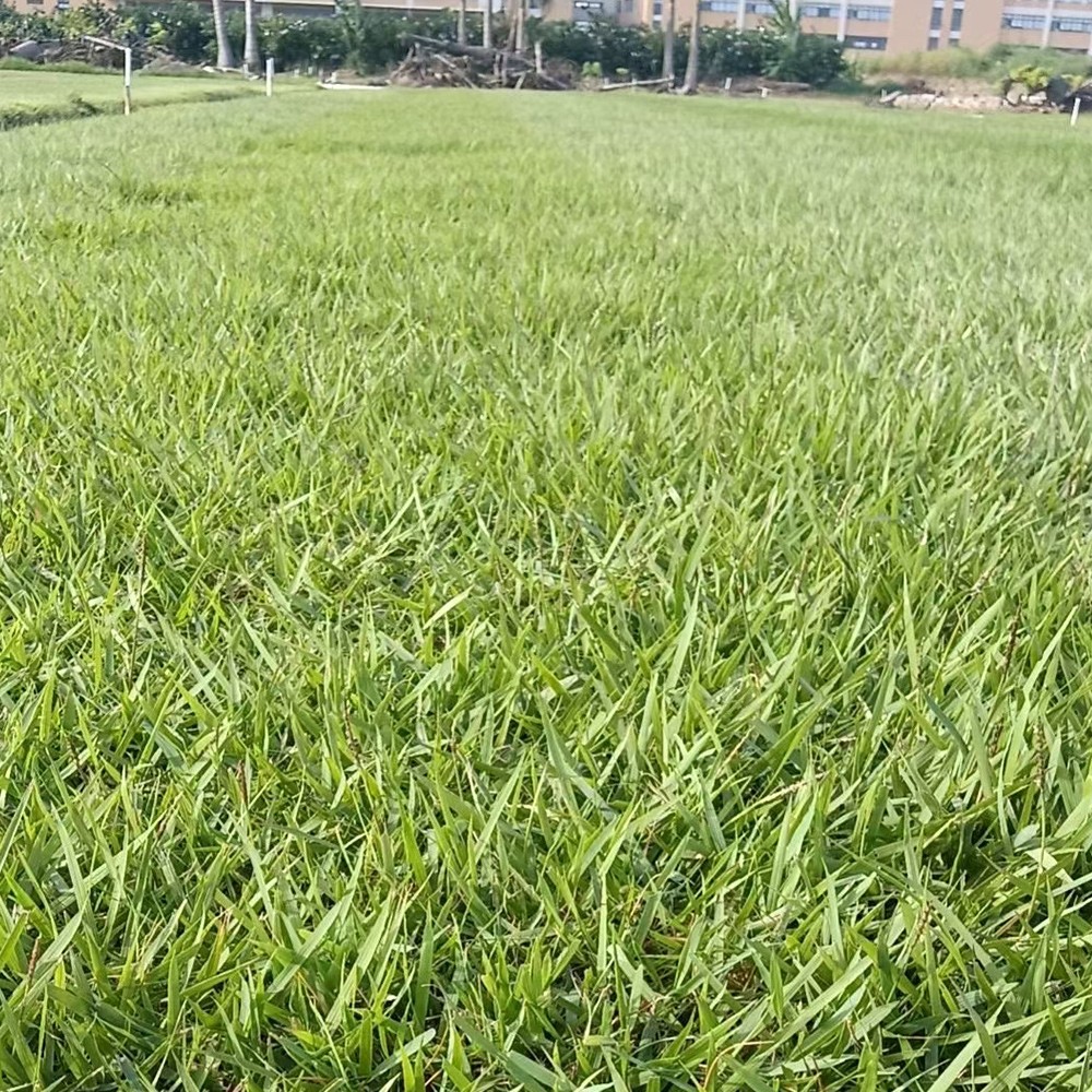 江西本地绿化草皮供应场景