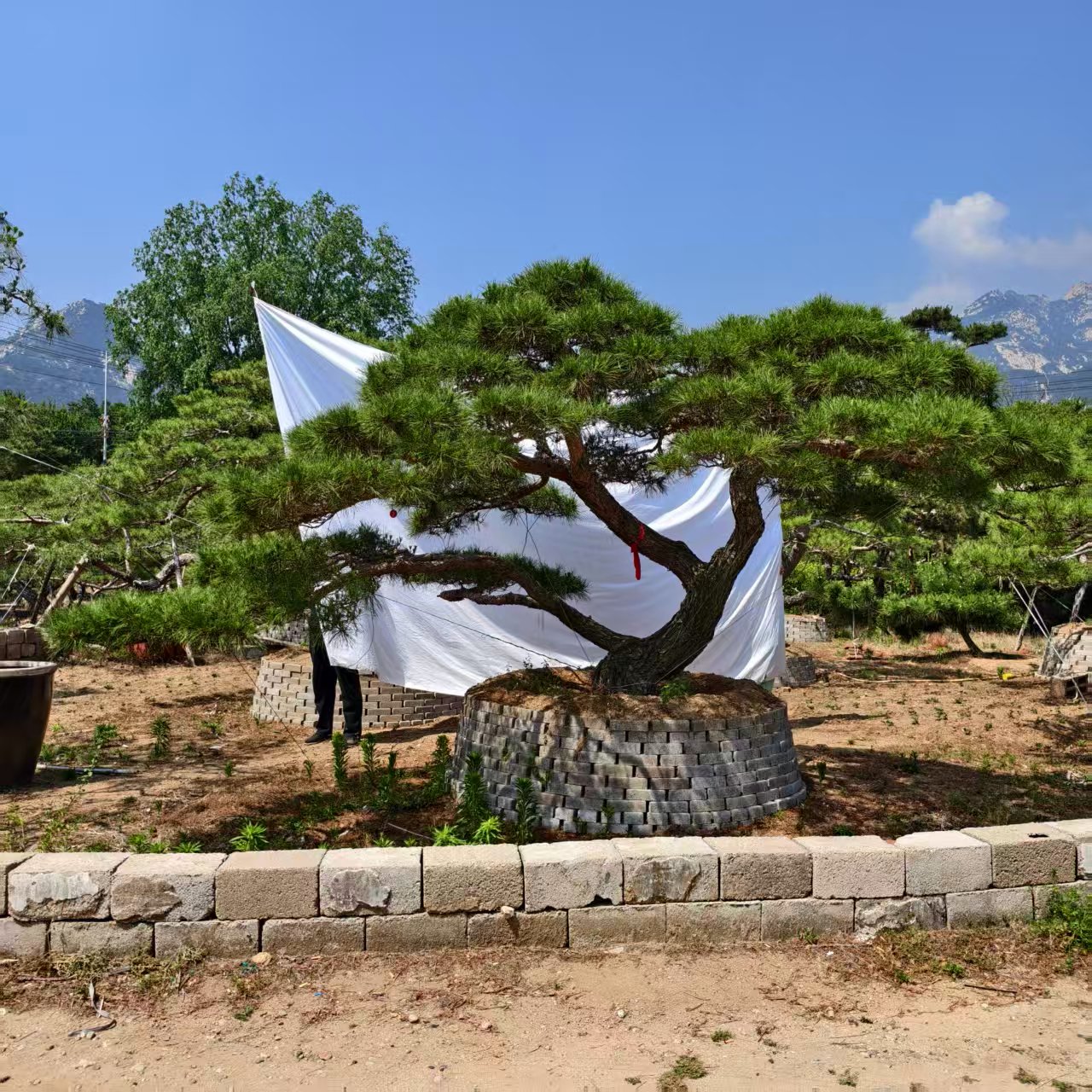 泰安市泰山迎客松