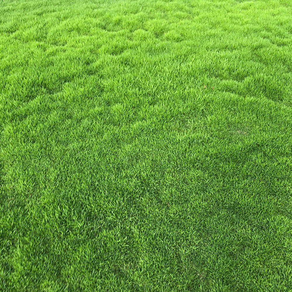 绿化场景展示
