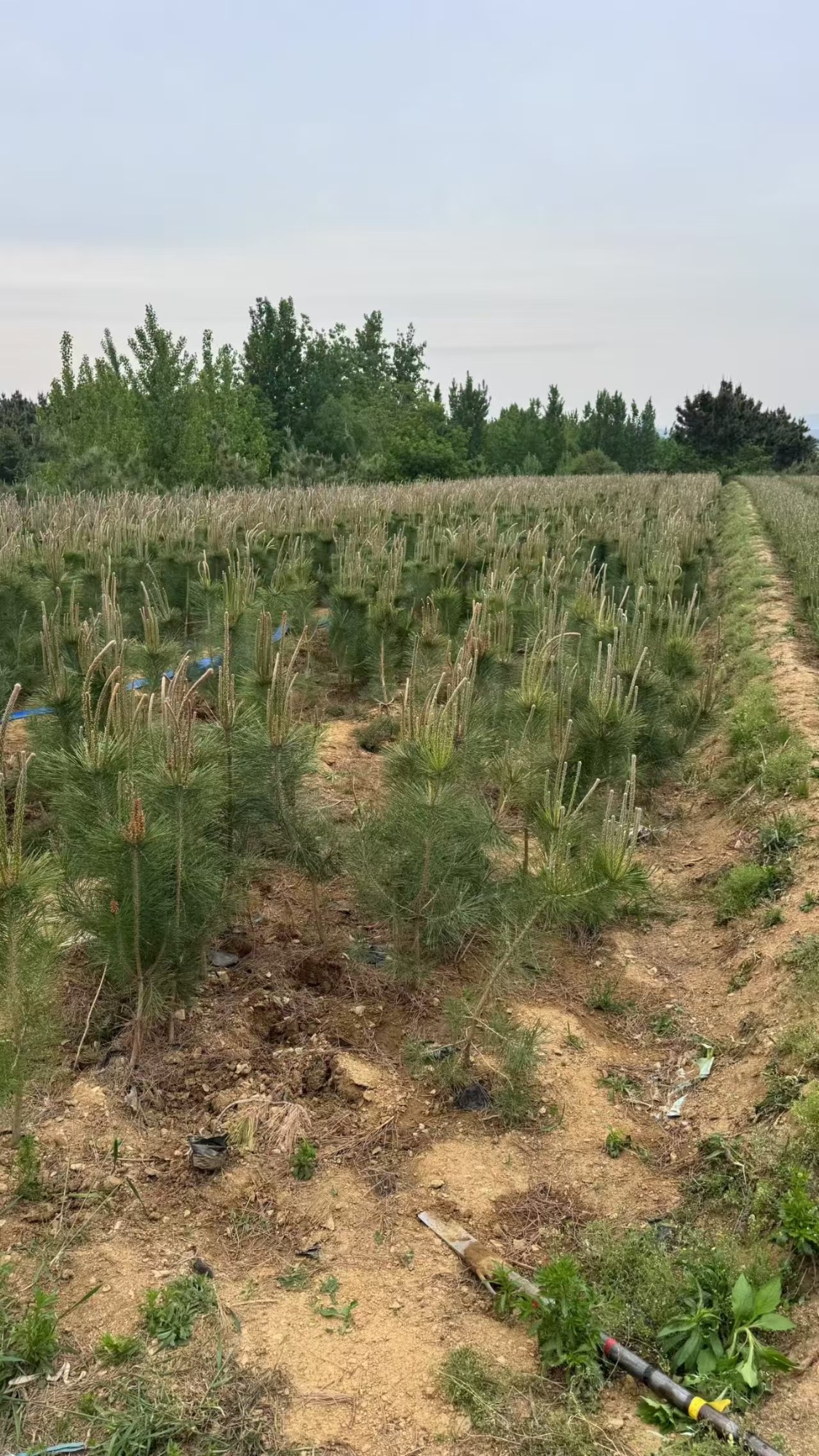 绿化苗木种植基地实景