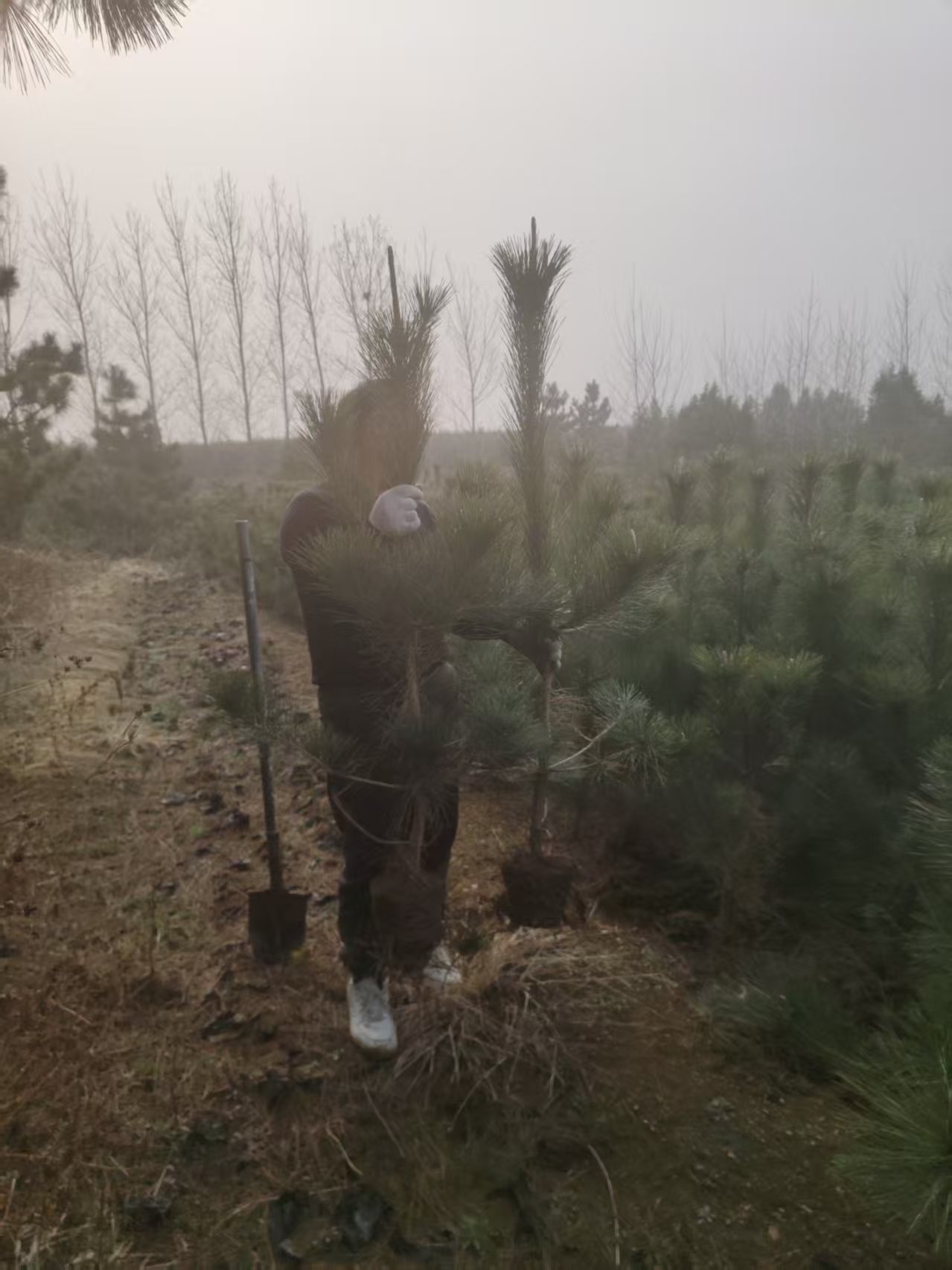 苗圃实景
