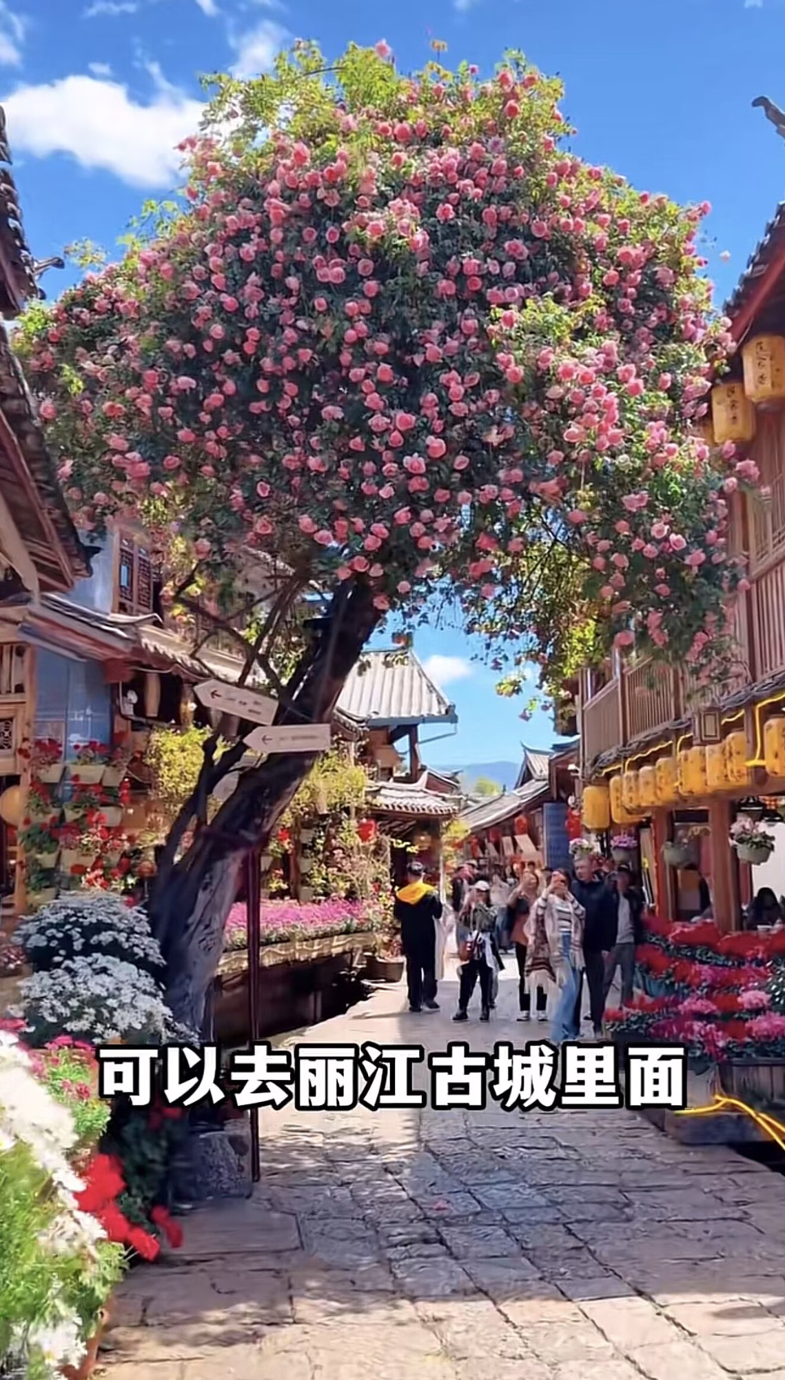 旅游团服务场景示意图
