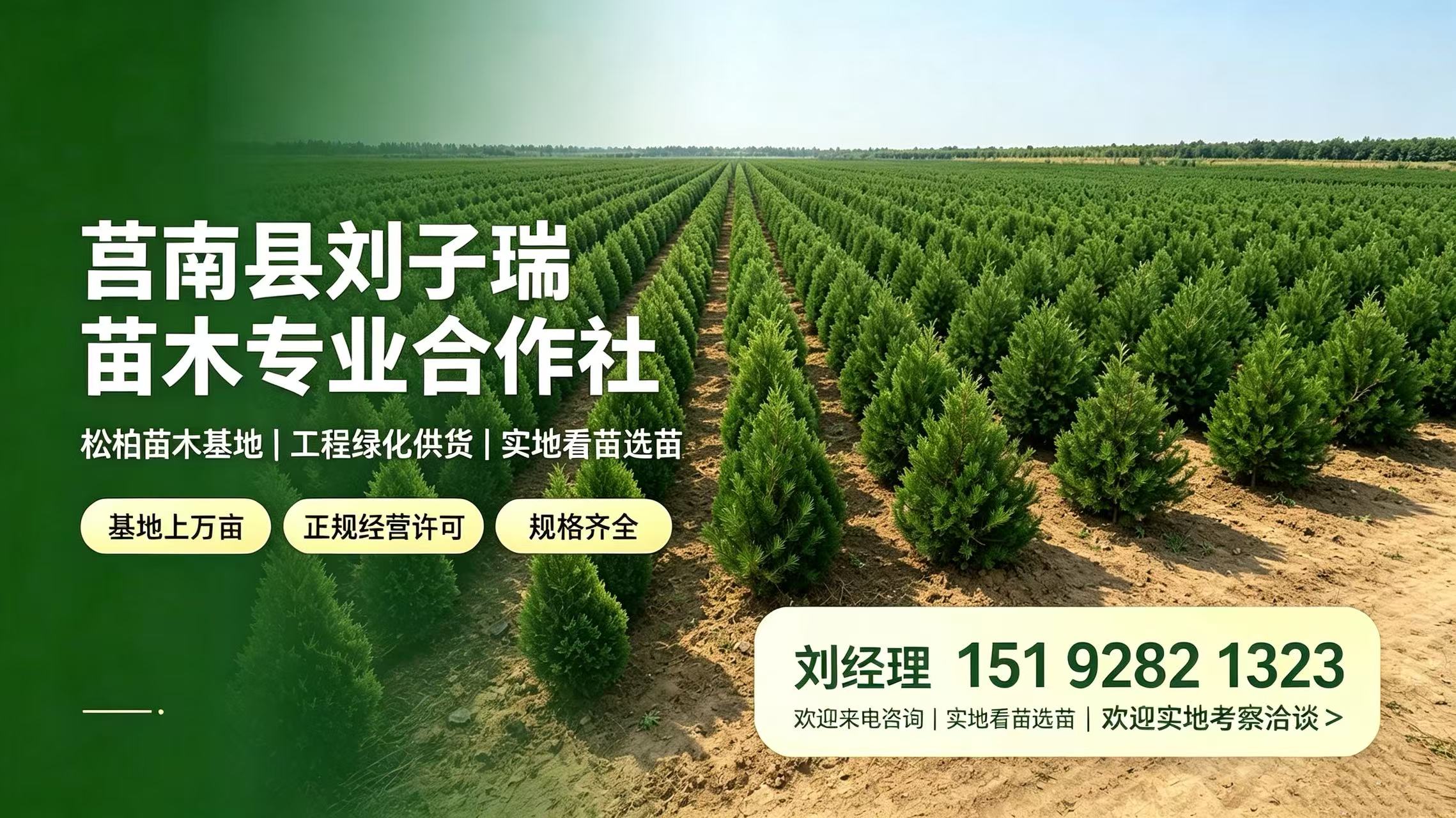 黑松树苗种植展示