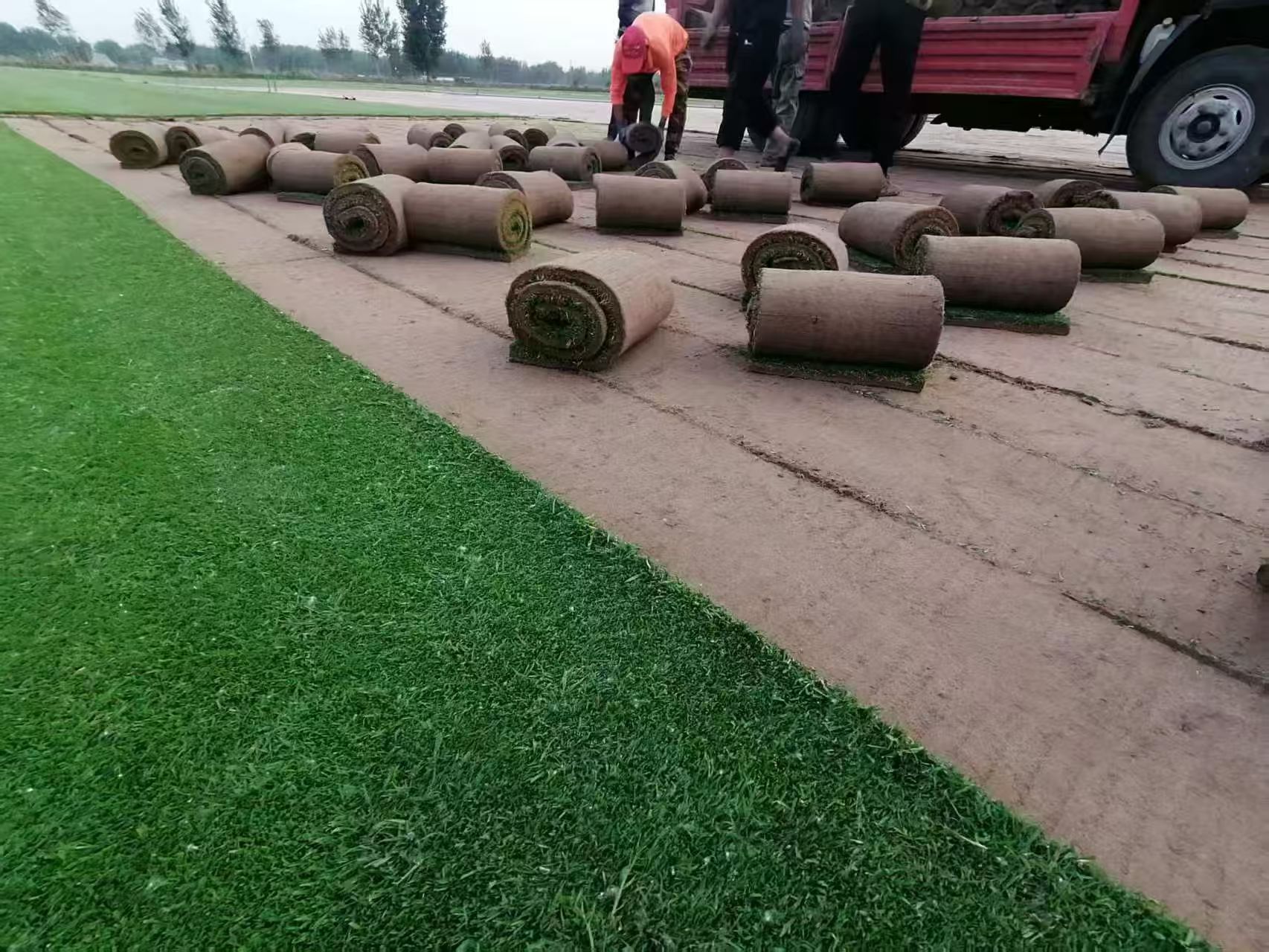 草坪根系结构与土壤改良层示意图