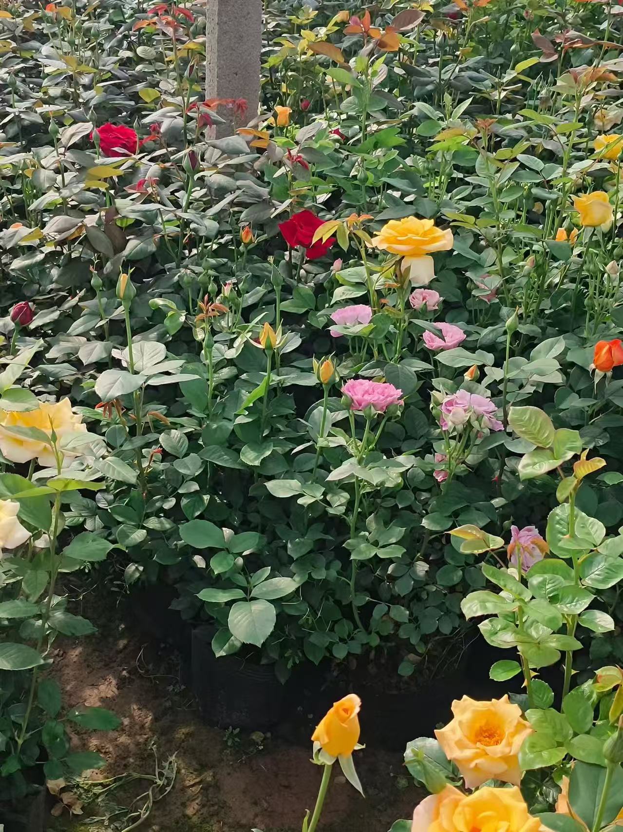 萱草小苗种植基地实景