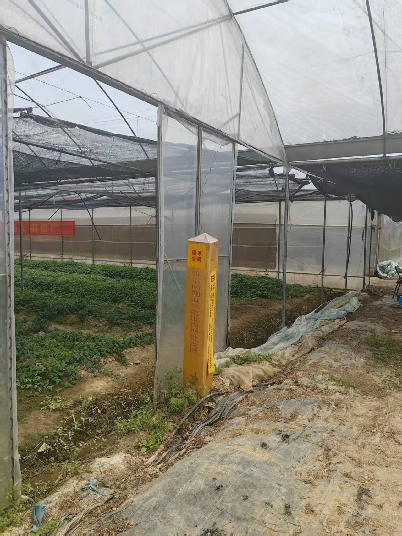 三叶青规范化种植基地