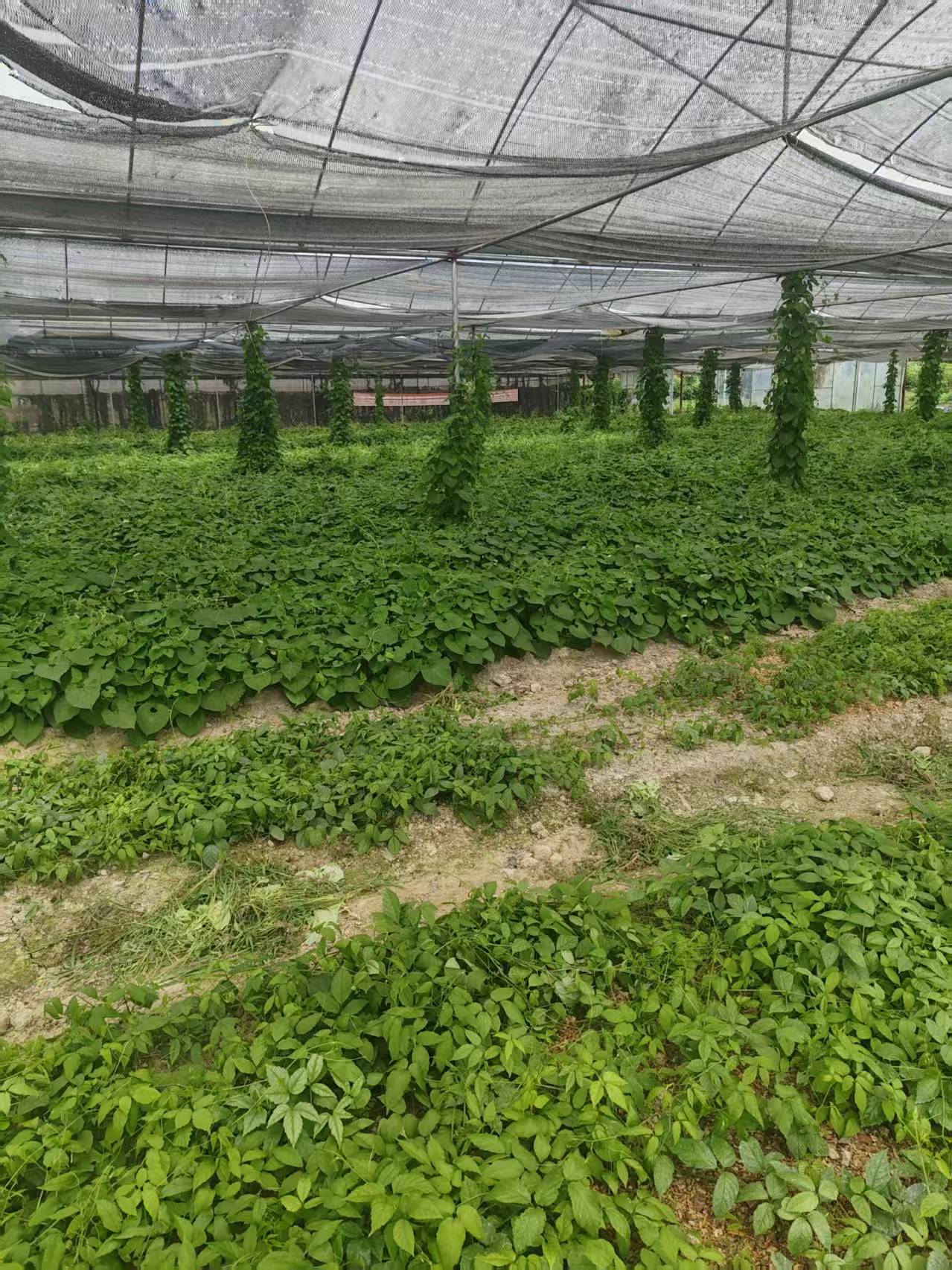 三叶青规范化种植场景